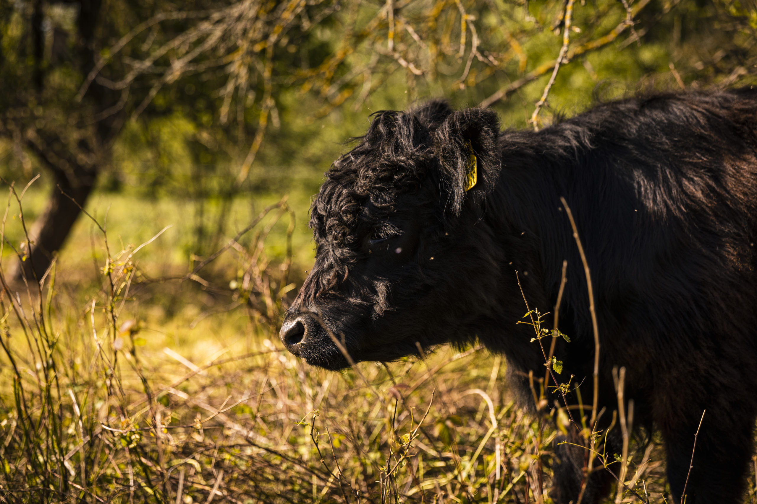 JL_210528_Galloways_110