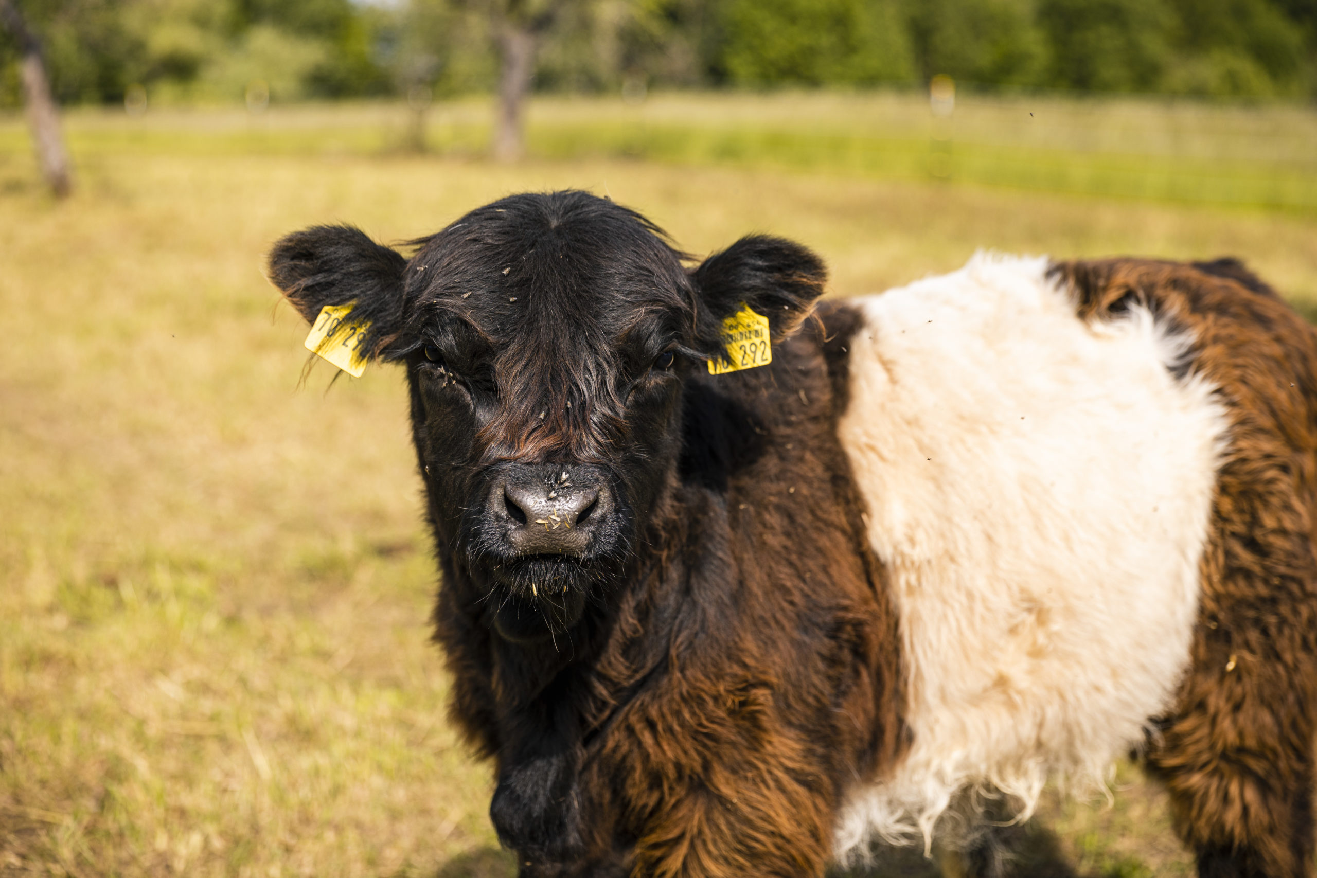 JL_210528_Galloways_28 (1)