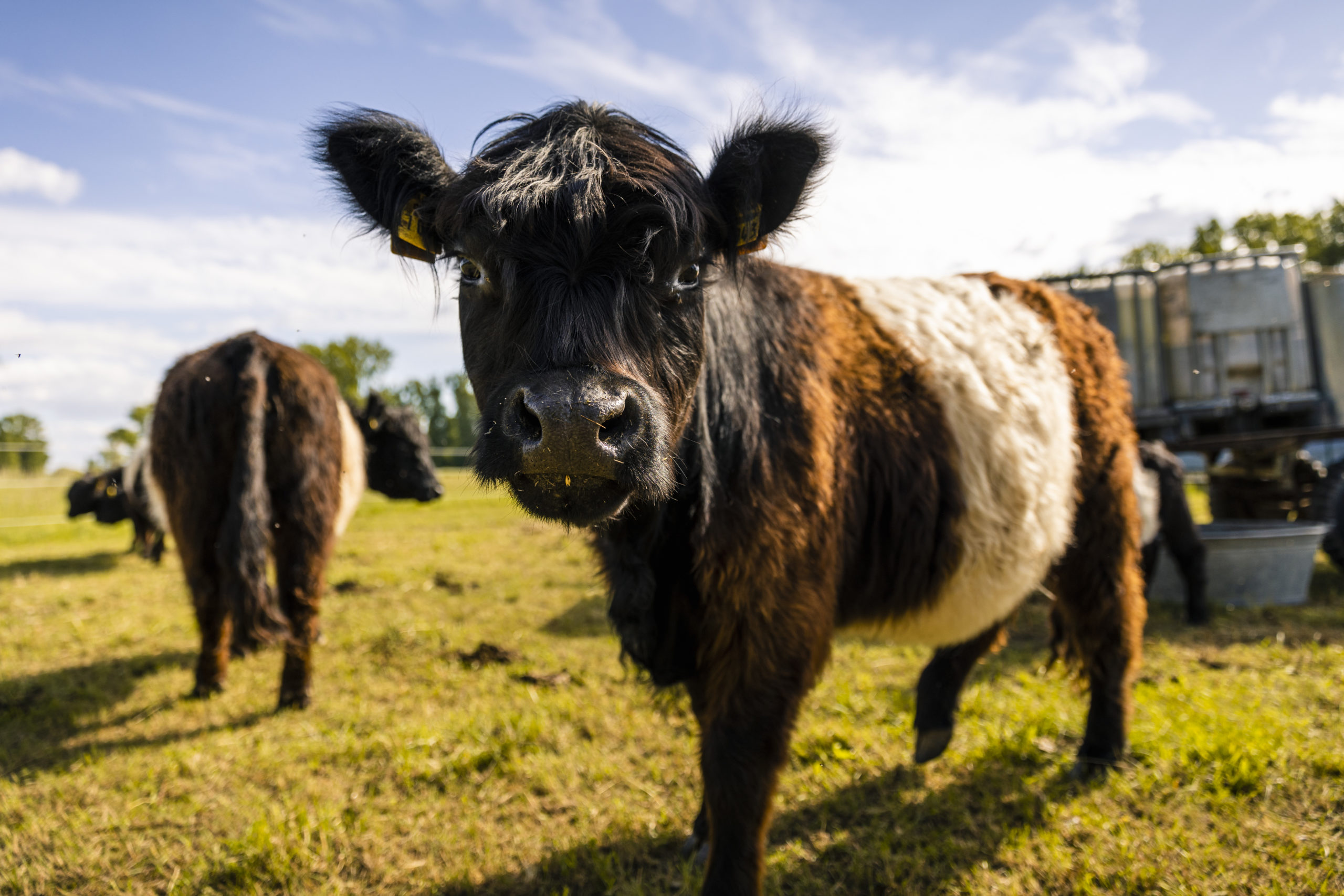JL_210528_Galloways_47 (1)