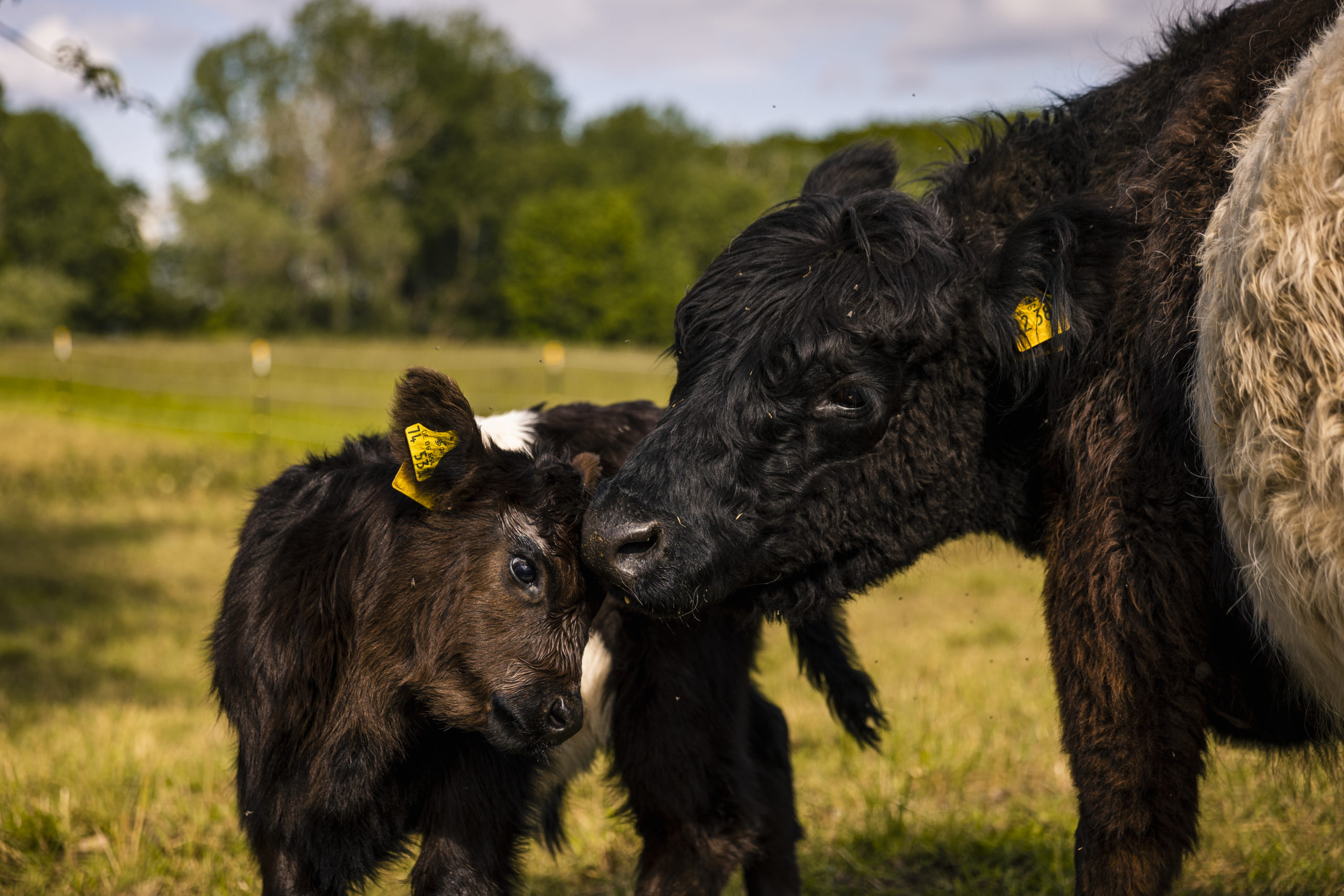 JL_210528_Galloways_52